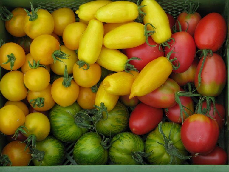 das ist solidarische Landwirtschaft